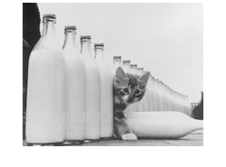 cat mit milk
