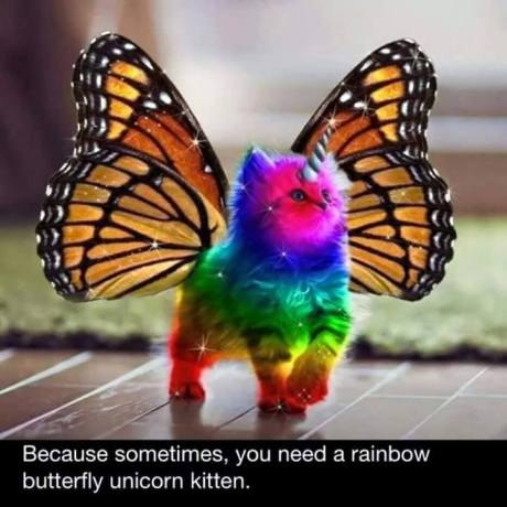 butterfly unicorn rainbow kitten
