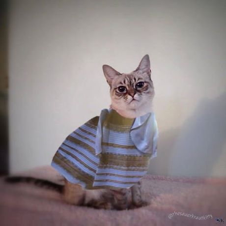 #TheDress, modeled by Sauerkraut of the Central Oklahoma Humane Society